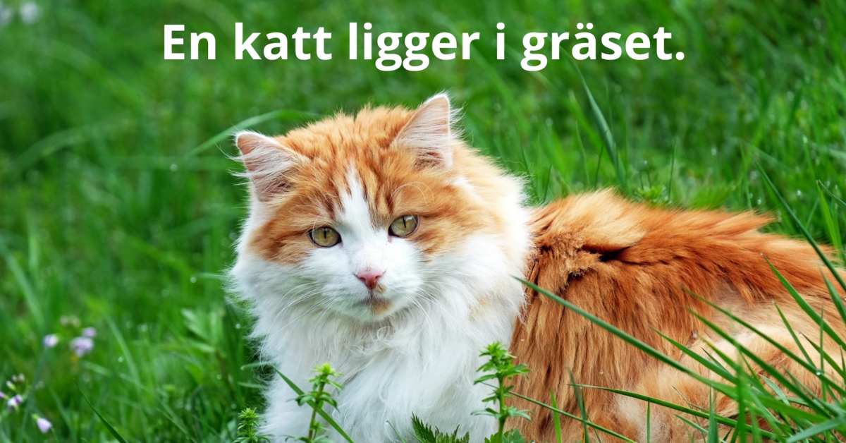 En katt ligger i gräset med text på som berättar samma sak.