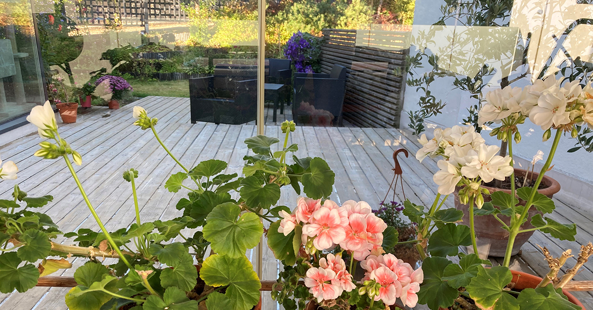 Två vita pelargoner och en laxfärgad pelargon blommar på en inglasad terrass. I bakgrunden syns ett trädgårdsmöblemang och en blommande lilablå klematis på en uteterrass.