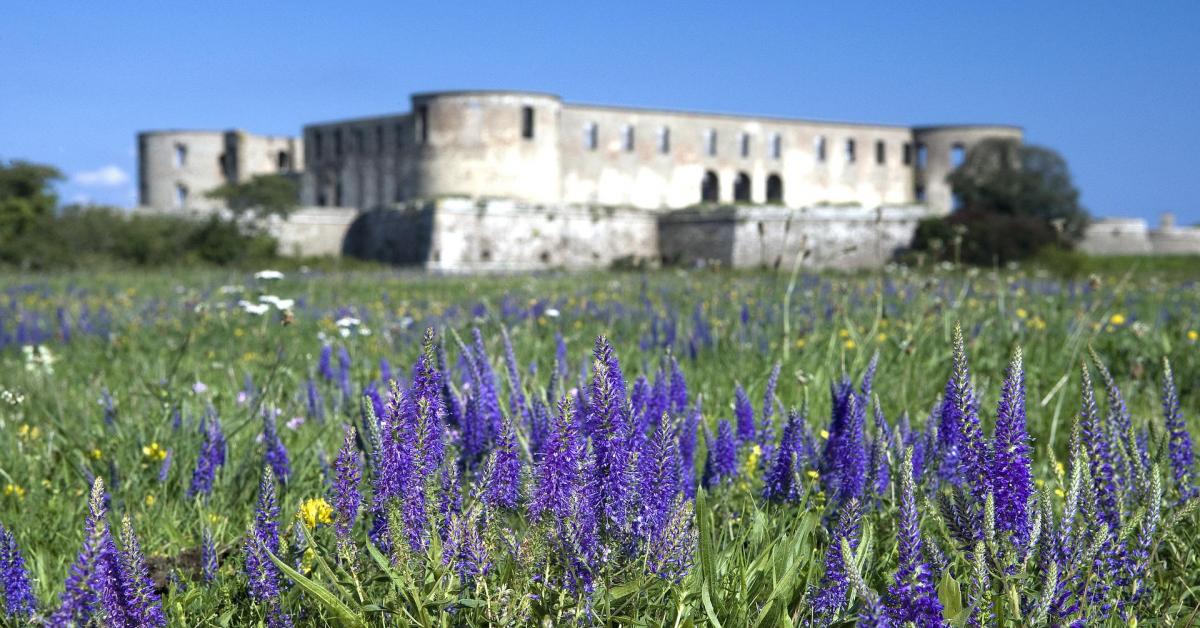 Borgholms slott på öland är en fyrkantig byggnad byggd i ljust sten. Framför borgen växer det blåa blommor.