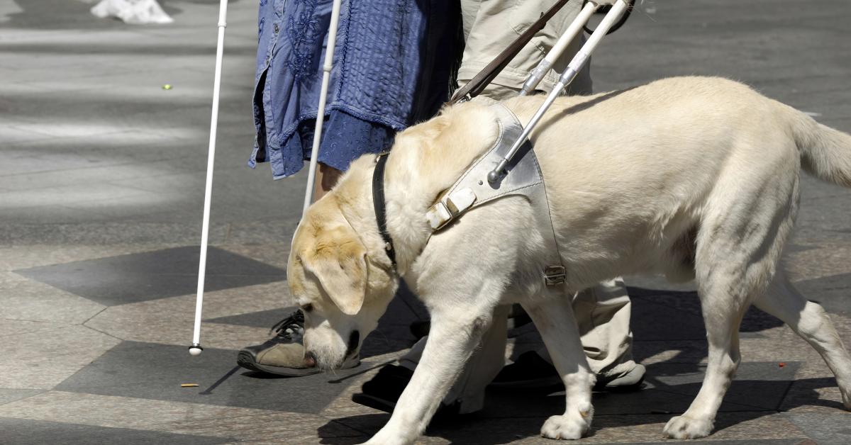 En ljuslabrador ledarhund i sele på en gata med en person med vit käpp.