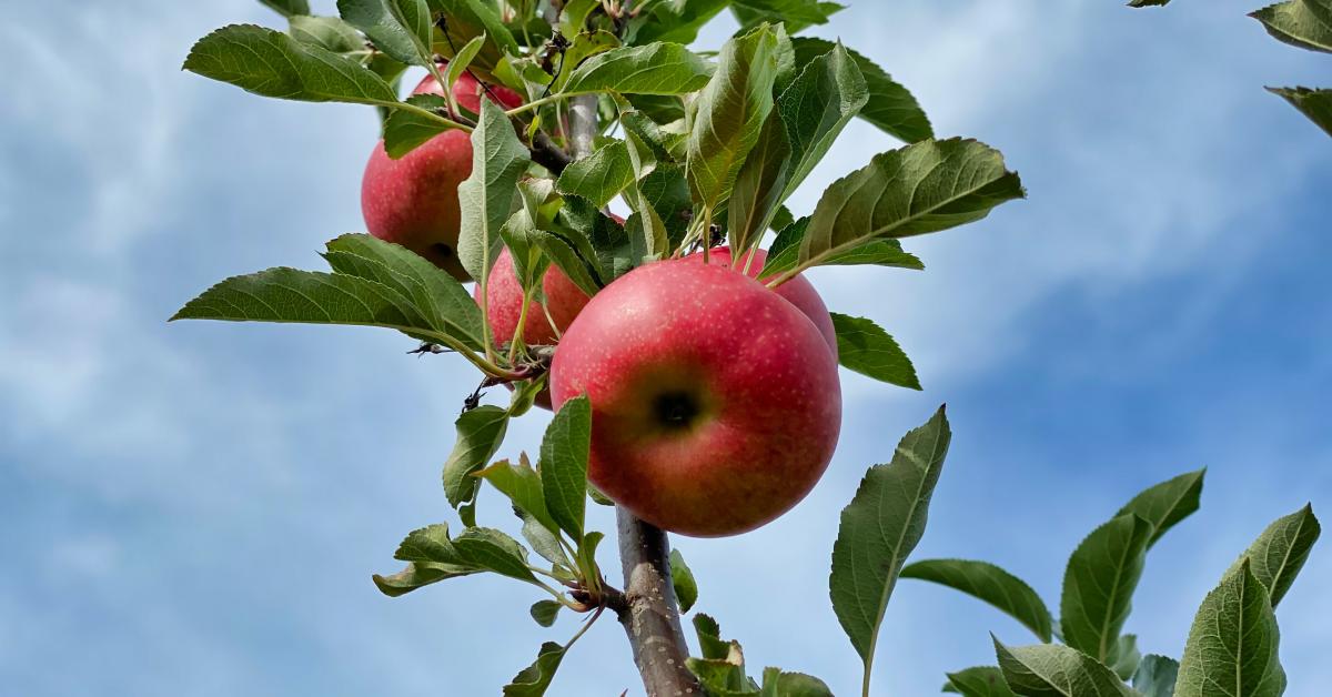 Några röda äpplen hänger i trädgren mot en ljusblå himmel.