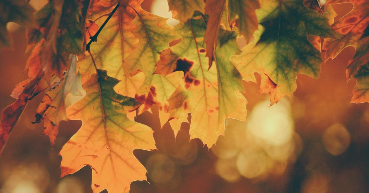 Närbild på höstiga löv i granna ruskafärger.