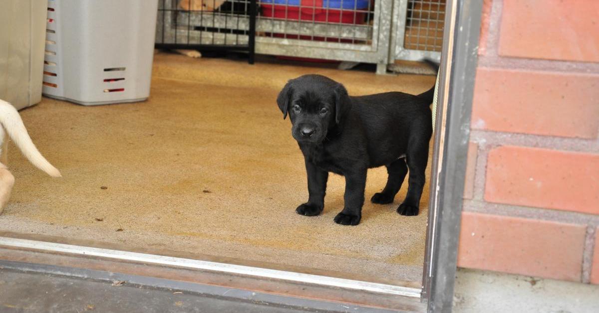 En svart labrador ledarhundsvalp